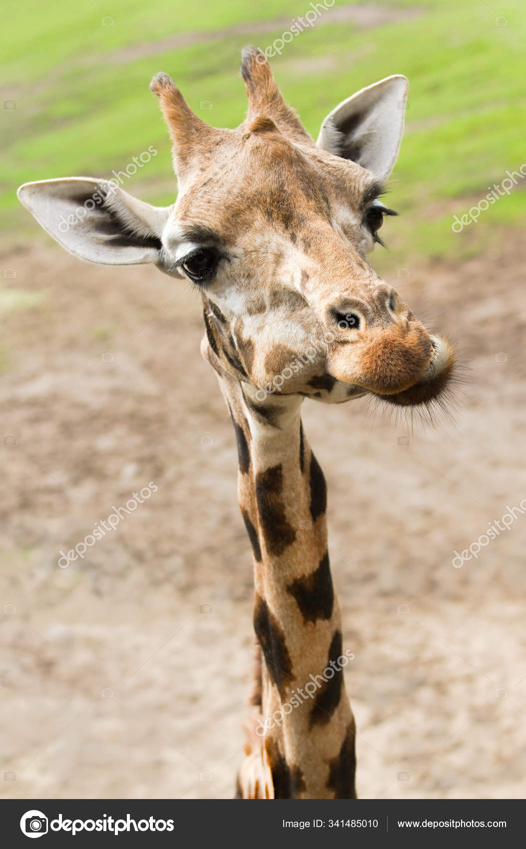 Girafe Drole Avec Long Cou Mince Vue Rapprochee Image Libre De Droit Par Panthermediaseller C Girafe Drole Avec Long Cou Mince Vue Rapprochee Image Libre De Droit Par Panthermediaseller C