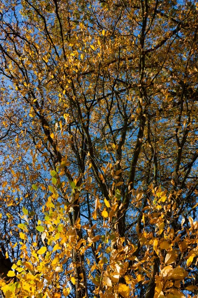 Árboles Otoño Estación Otoño Flora Follaje — Foto de Stock