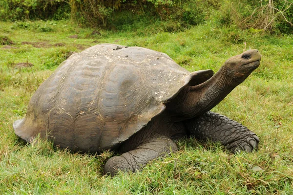 Obří Želva Ostrově Santa Cruz Galapágách — Stock fotografie