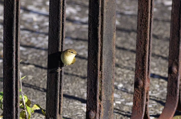 Grünfink Schöner Vogel Meinem Garten — Stockfoto