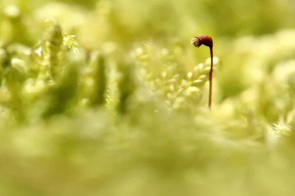 Gros Plan Une Fleur Herbe — Photo