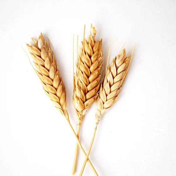 Wheat ears on white background close up .