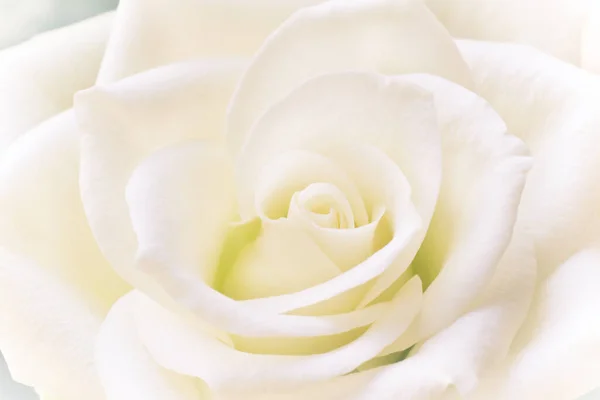 Beautiful Romantic White Rose Close View — Stock Photo, Image