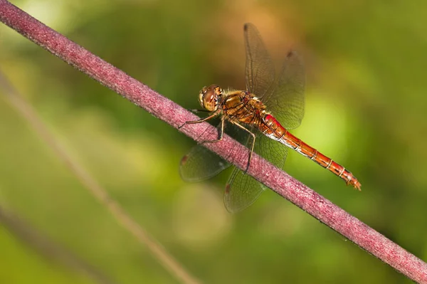 Resting Red Vagrant Darter Sympetrum Vulgatum Dragonfly Summer — Stock Photo, Image