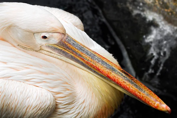 Gros Plan Pelican Partir Dessus — Photo