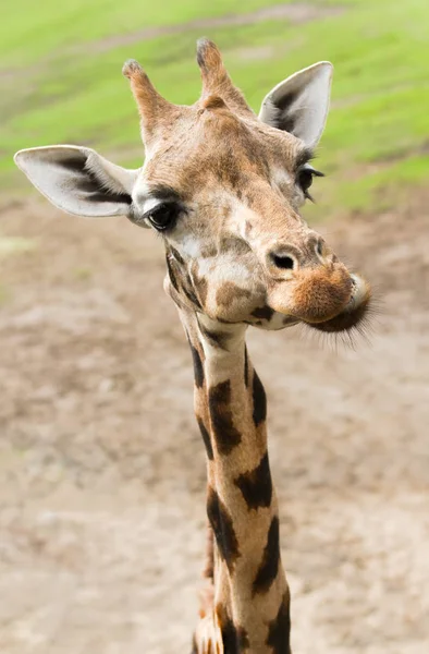 Girafe Drôle Avec Long Cou Mince Vue Rapprochée — Photo