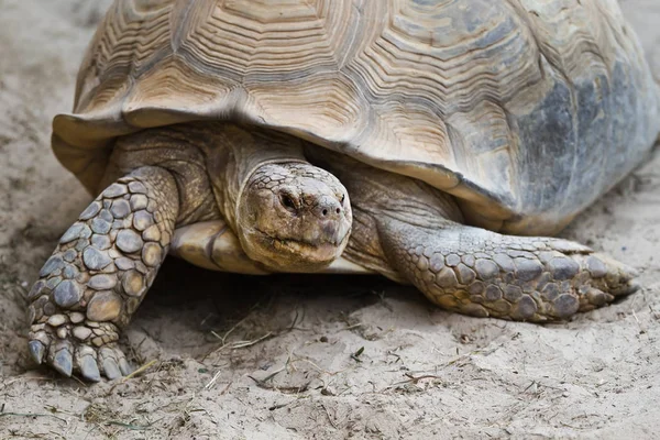 Grande Vecchia Tartaruga Che Cammina Sulla Sabbia Vista Vicino — Foto Stock