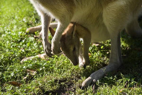 Kobieta Wallaby Joey Puch Trawie Bliskim Widoku — Zdjęcie stockowe