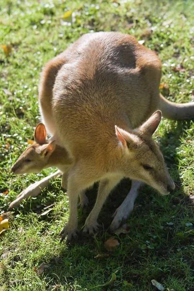 Lustiges Bild Des Weiblichen Wallabys Mit Joey Beutel Von Oben — Stockfoto