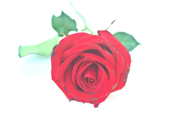 Único Rosa Vermelha Bonita Isolada Fundo Branco — Fotografia de Stock