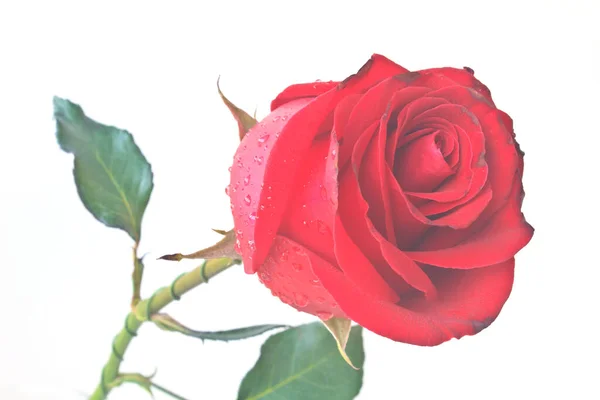 Única Rosa Roja Hermosa Aislada Sobre Fondo Blanco —  Fotos de Stock