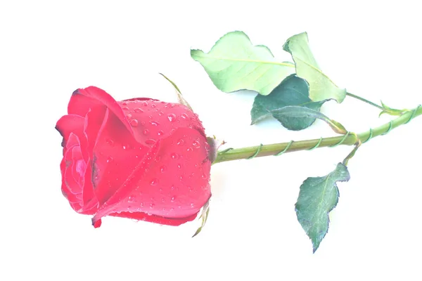 一朵美丽的红玫瑰 白色背景隔离 — 图库照片