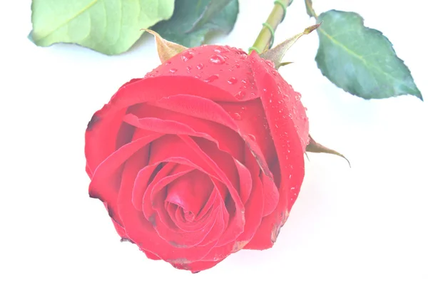 Une Belle Rose Rouge Isolée Sur Fond Blanc — Photo