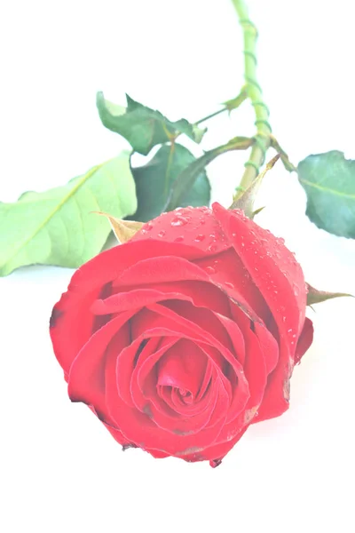 Une Belle Rose Rouge Isolée Sur Fond Blanc — Photo