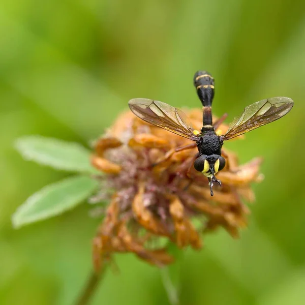 Vierstreifige Dickkopffliege Mosca Gigante Quatro Faixas — Fotografia de Stock