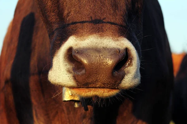 Kuhkopf Großaufnahme Porträt Morgen — Stockfoto