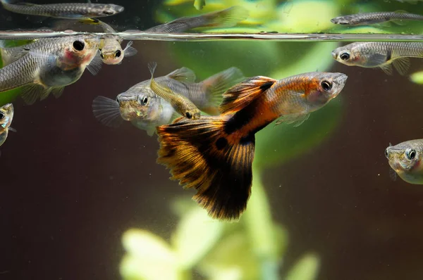 Разноцветная Рыба Гуппи Тропическом Аквариуме — стоковое фото
