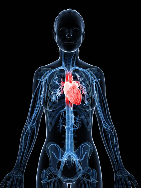 3D展示了女性的心脏 — 图库照片