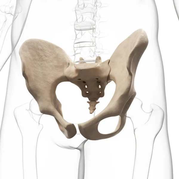 Трехмерная Иллюстрация Тазобедренной Кости — стоковое фото