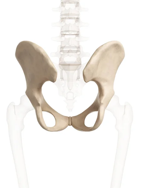 Rendered Illustration Hip Bone — Stock Photo, Image