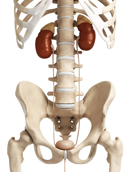 尿中のシステムの レンダリングされた図 — ストック写真