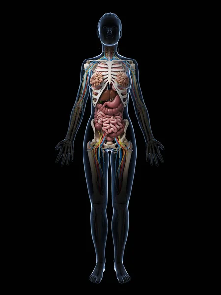 Işlenmiş Illüstrasyon Kadın Anatomisi — Stok fotoğraf