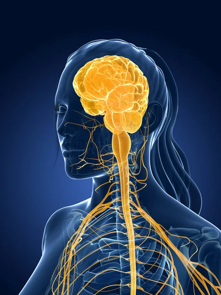 Renderizado Ilustración Médica Cerebro Femenino — Foto de Stock