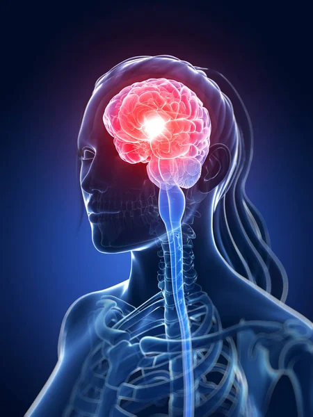Renderizado Ilustración Médica Cerebro Femenino — Foto de Stock