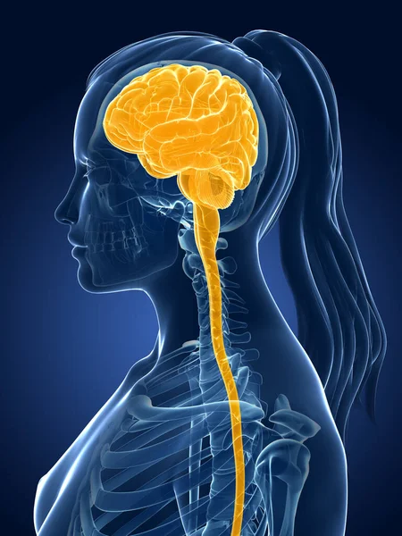 Renderizado Ilustración Médica Cerebro Femenino — Foto de Stock