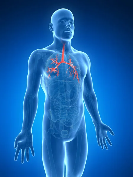人的支气管三维渲染的图 — 图库照片