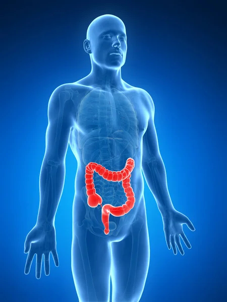 3D人体の大腸のイラストを描いた — ストック写真