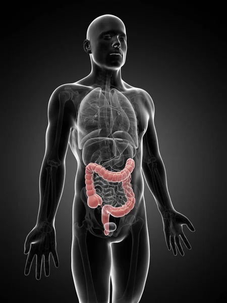 Rendered Illustration Human Large Intestine — Stock Photo, Image