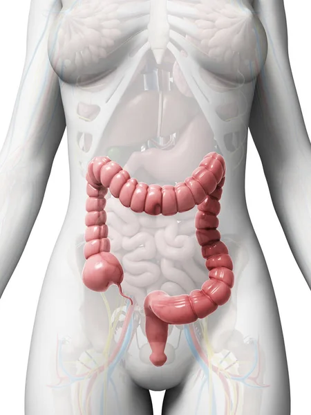 3D展示大肠的图解 — 图库照片