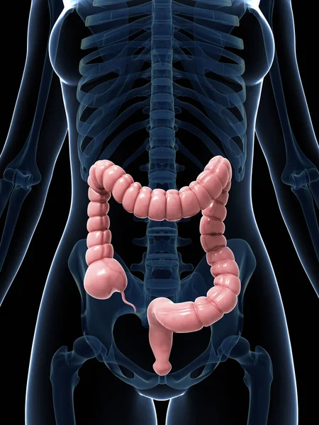 Representada Ilustración Del Intestino Grueso — Foto de Stock