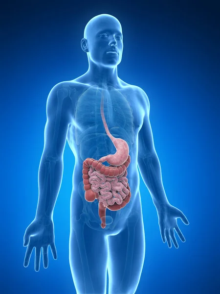 Illustrazione Resa Del Sistema Digestivo — Foto Stock