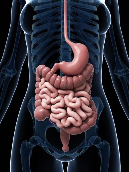 Rendered Illustration Female Digestive System — Stock Photo, Image