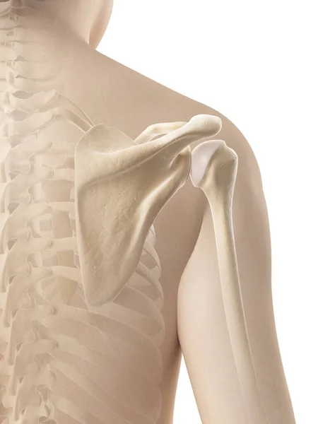 Жіноче Плече Скелетна Анатомія — стокове фото