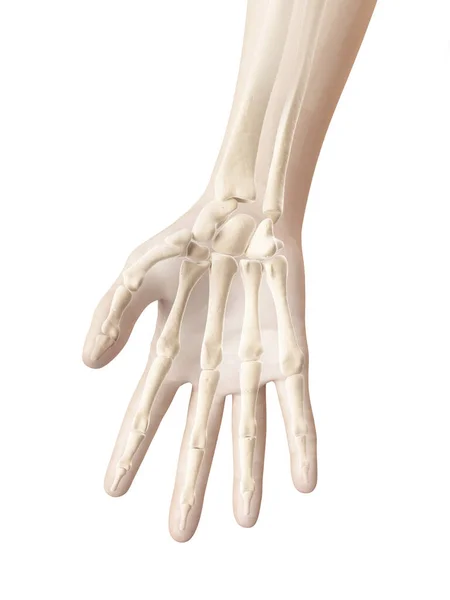 Kości Dłoni Palców — Zdjęcie stockowe