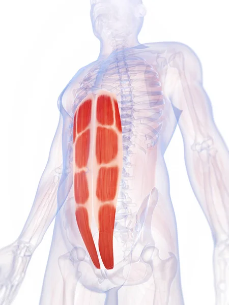 腹部の筋肉の3Dレンダリングイラスト — ストック写真