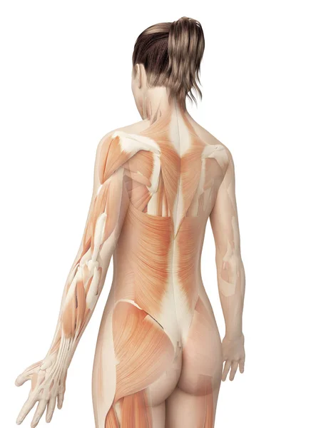 Kvinnliga Muskelsystemet Bakifrån — Stockfoto