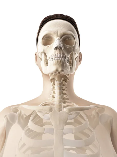 Homem Mandíbula Ou Maxilar Osso Com Os Dentes Vista Anterior Ou Frontal  Anatomicamente Precisa Isolado No Fundo Branco 3D Renderização Ilustração.  Anatomia, Medicina, Biologia, Conceito De Ciência. Foto Royalty Free,  Gravuras, Imagens