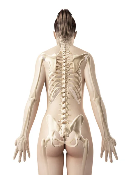 Візуалізація Медичної Ілюстрації Людського Тіла — стокове фото