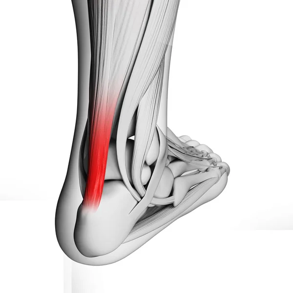 Illustration Tendon Achilles — Photo