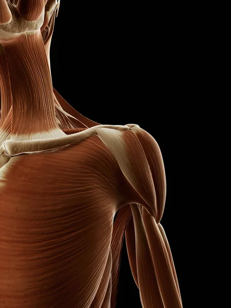 Medical Illustration Shoulder Muscles — Stock Photo, Image