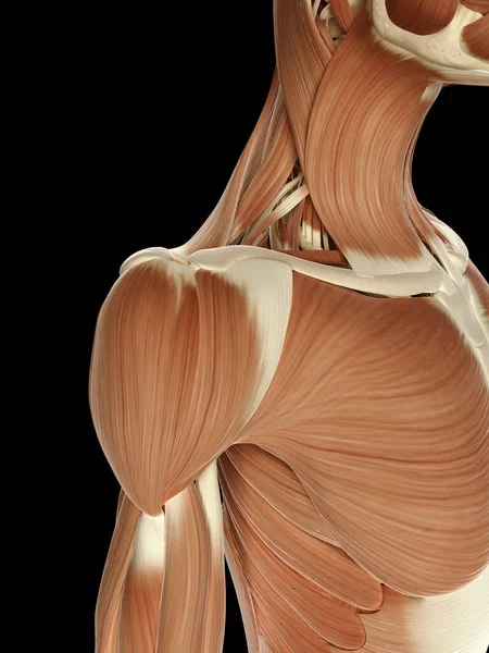 Illustration Médicale Des Muscles Épaule — Photo
