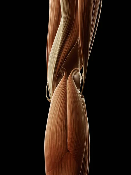 Medical Illustration Leg Muscles — Stock Photo, Image