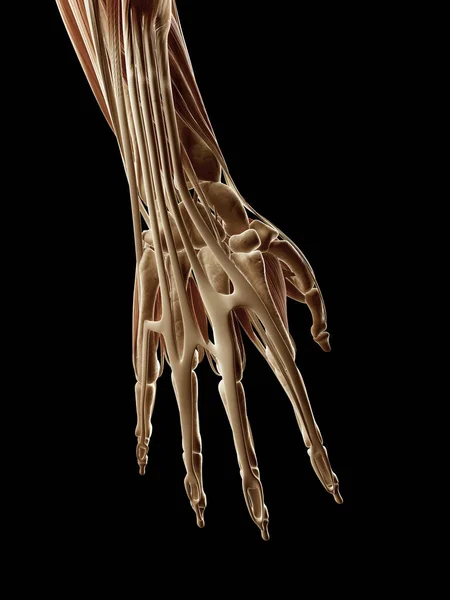 Ilustração Médica Dos Músculos Mão — Fotografia de Stock