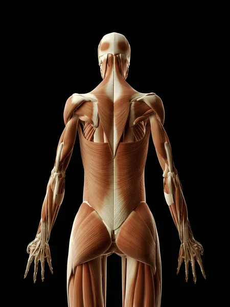 筋肉の裏側の医療イラストです — ストック写真