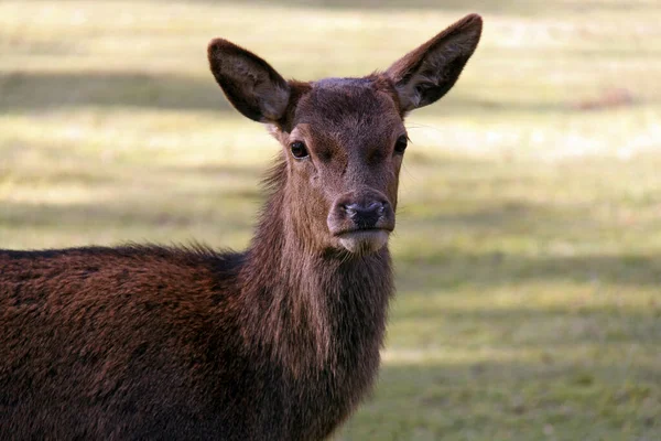 野生红鹿 自然动物及鹿群的野生动物 — 图库照片