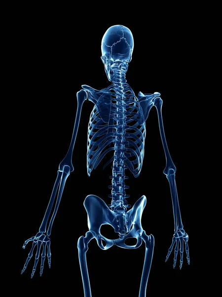 Трехмерная Медицинская Иллюстрация Скелет Рентгеновском Стиле — стоковое фото